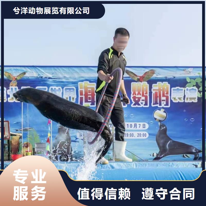【海洋主题动物表演】动物杂技表演经验丰富