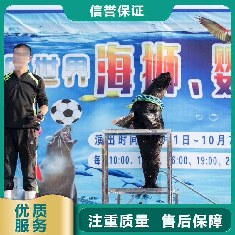 海洋主题动物表演 小马戏表演出租技术精湛
