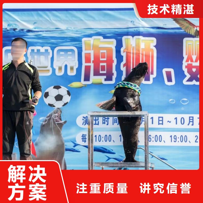 【海洋主题动物表演】动物杂技表演经验丰富