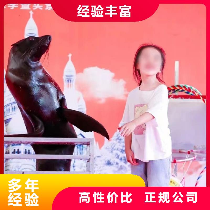 【海洋主题动物表演】动物杂技表演经验丰富