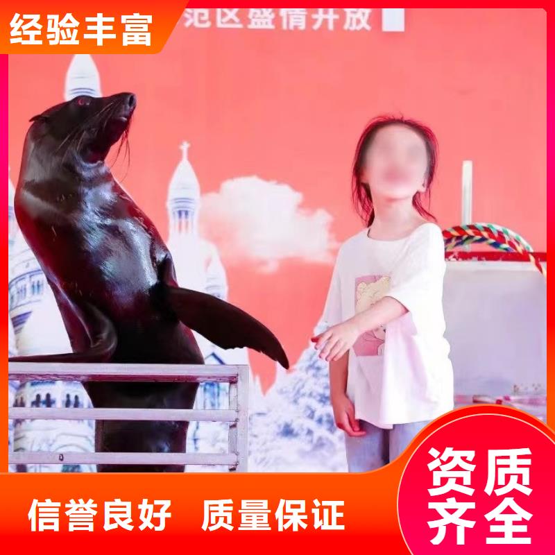 海洋主题动物表演 小马戏表演出租技术精湛