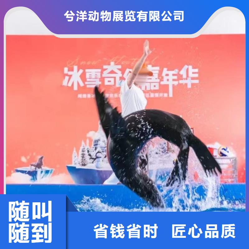 海洋主题动物表演马戏团表演出租租赁注重质量
