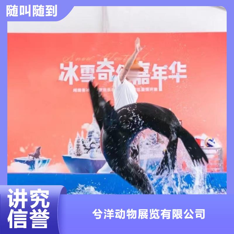 海洋主题动物表演 小马戏表演出租技术精湛