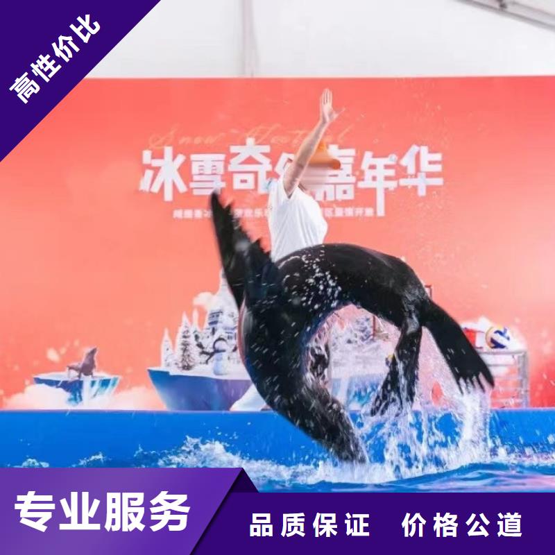 海洋主题动物表演出租表演海狮放心