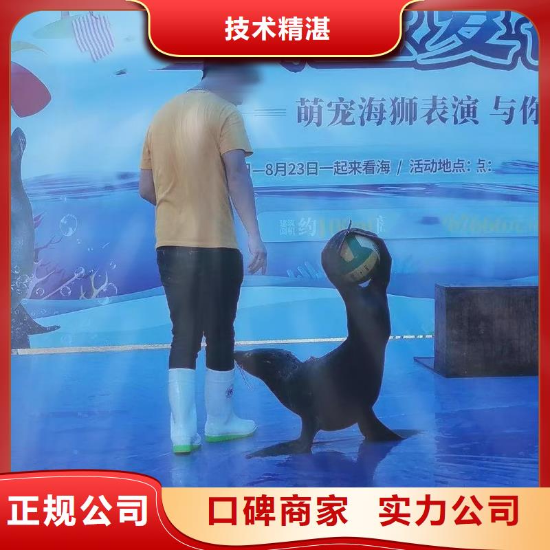 海洋主题动物表演【杂耍演出】价格低于同行