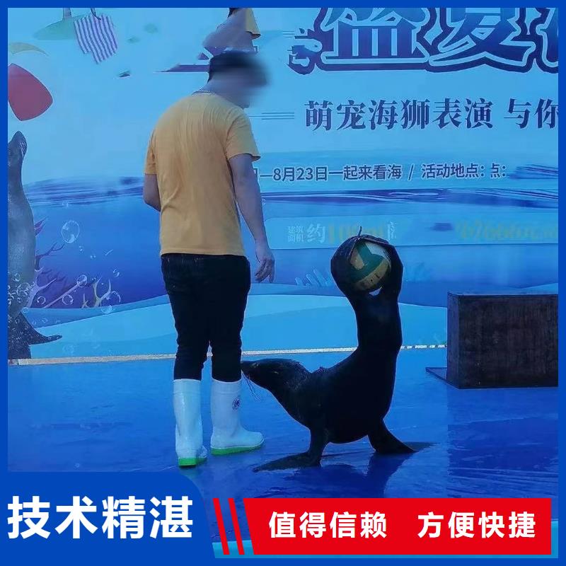 海洋主题动物表演出租表演海狮质量保证