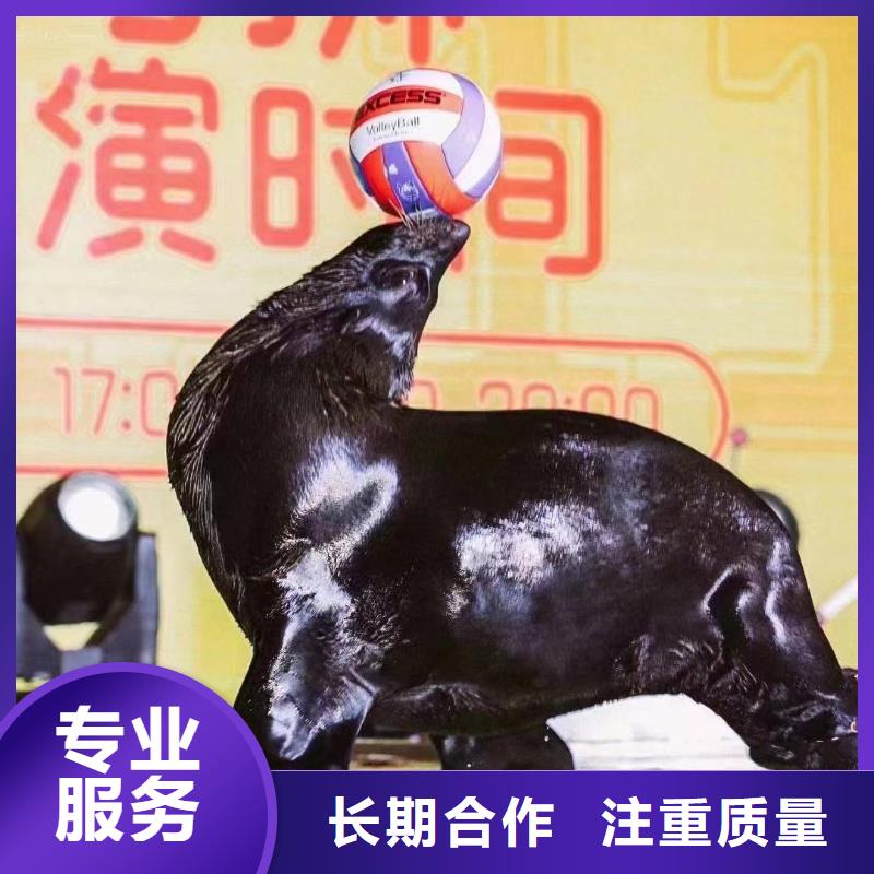 海洋主题动物表演马戏团表演出租租赁注重质量