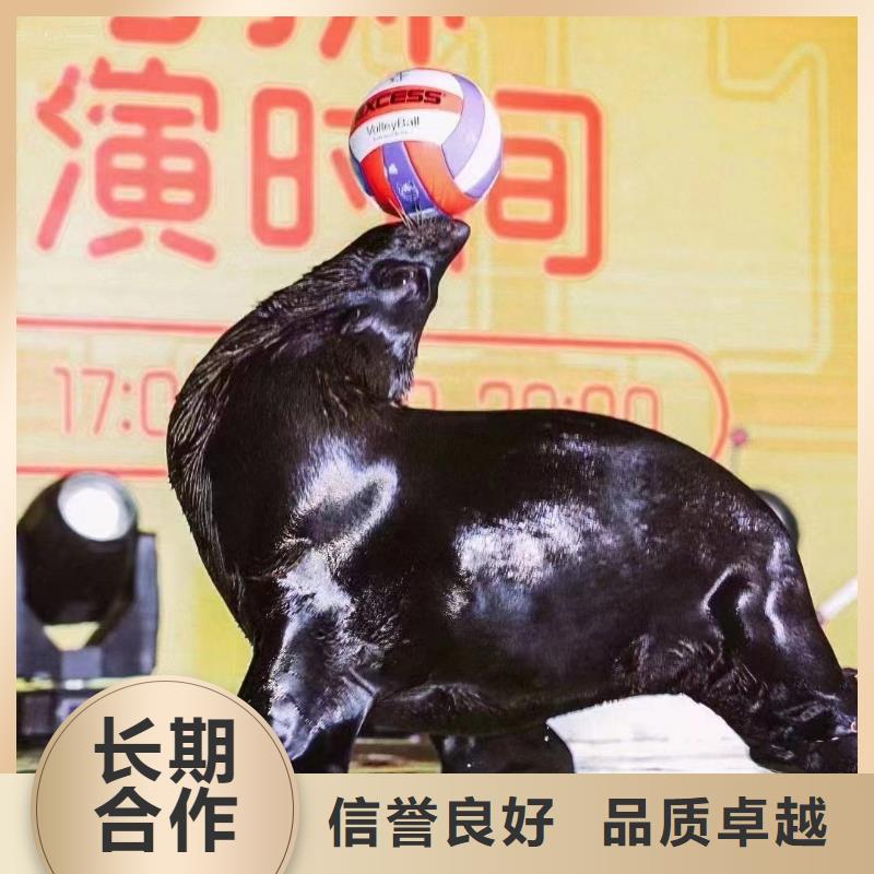 【海洋主题动物表演_动物表演出租技术好】