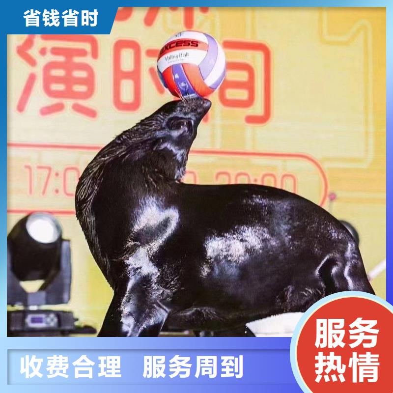 海洋主题动物表演 小马戏表演出租技术精湛
