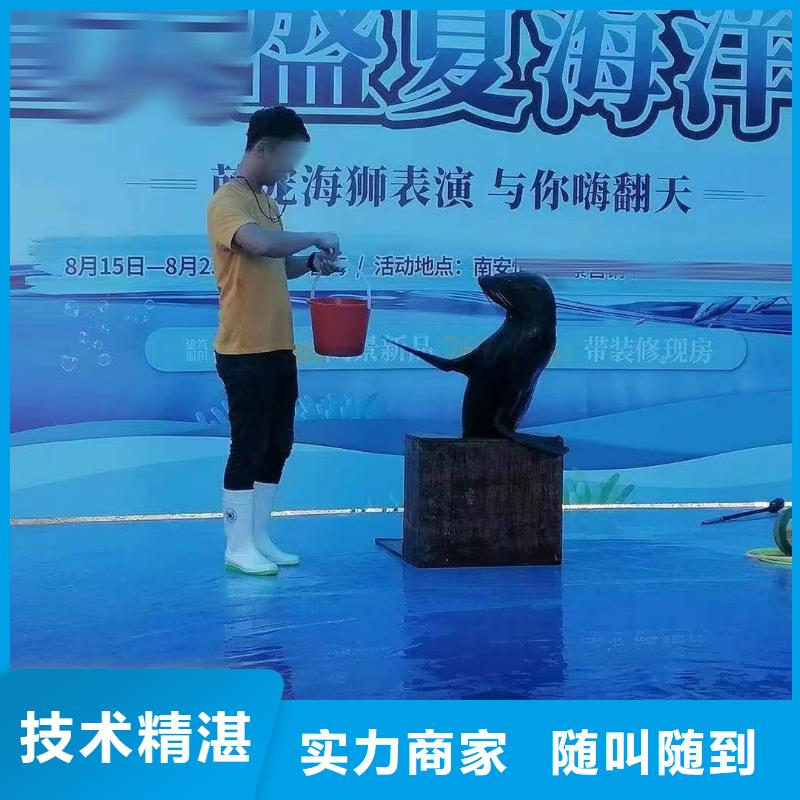 海洋主题动物表演出租表演海狮质量保证