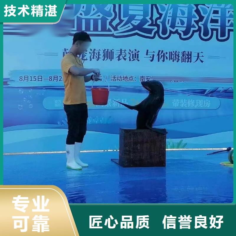 海洋主题动物表演 小马戏表演出租技术精湛