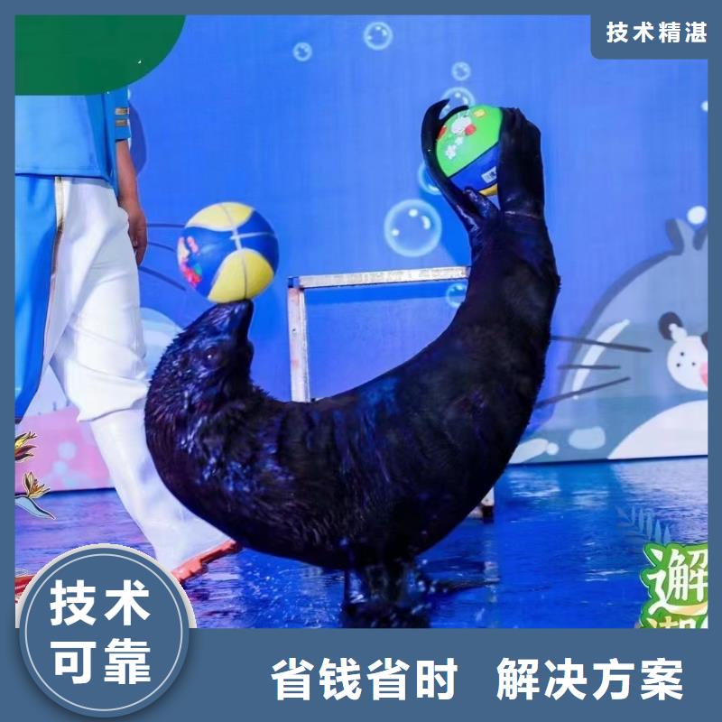 海洋主题动物表演【杂耍演出】价格低于同行