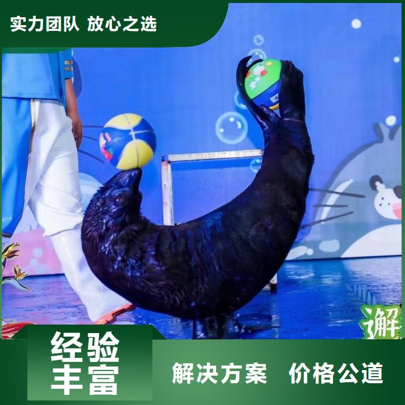 海洋主题动物表演出租表演海狮质量保证