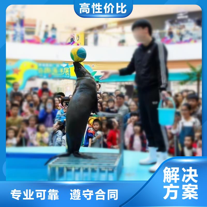 海洋主题动物表演马戏团表演先进的技术