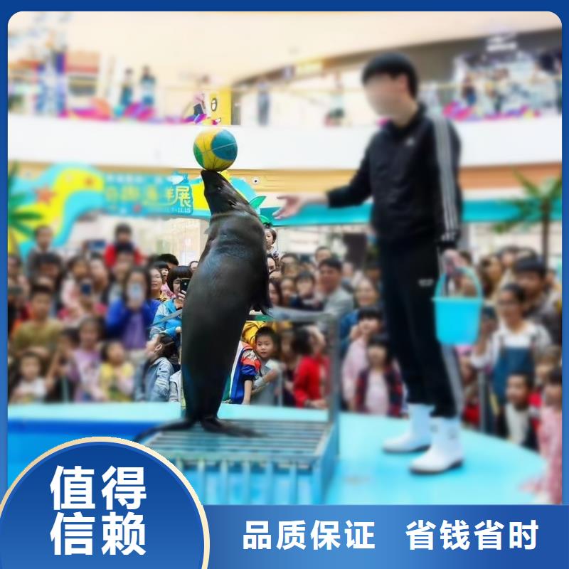 海洋主题动物表演-海狮表演出租正规