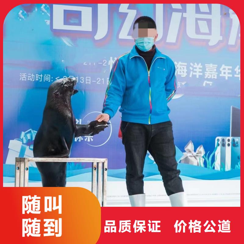 海洋主题动物表演马戏团表演出租租赁注重质量