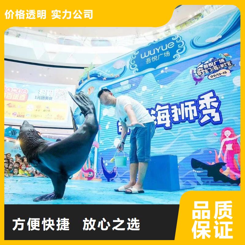 海洋主题动物表演-海狮表演出租正规