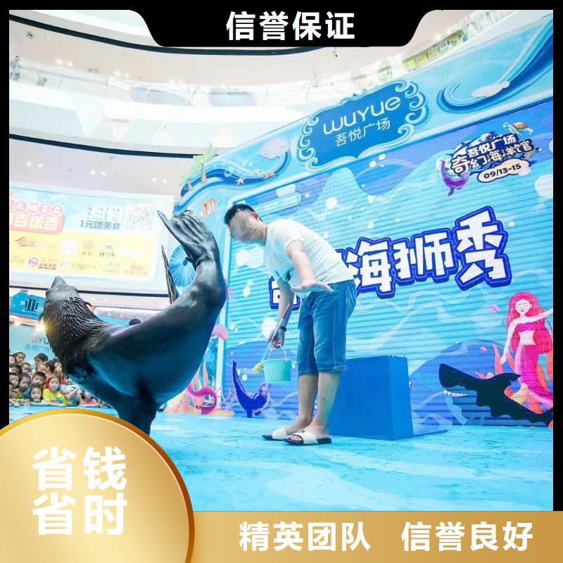 海洋主题动物表演企鹅出租品质卓越