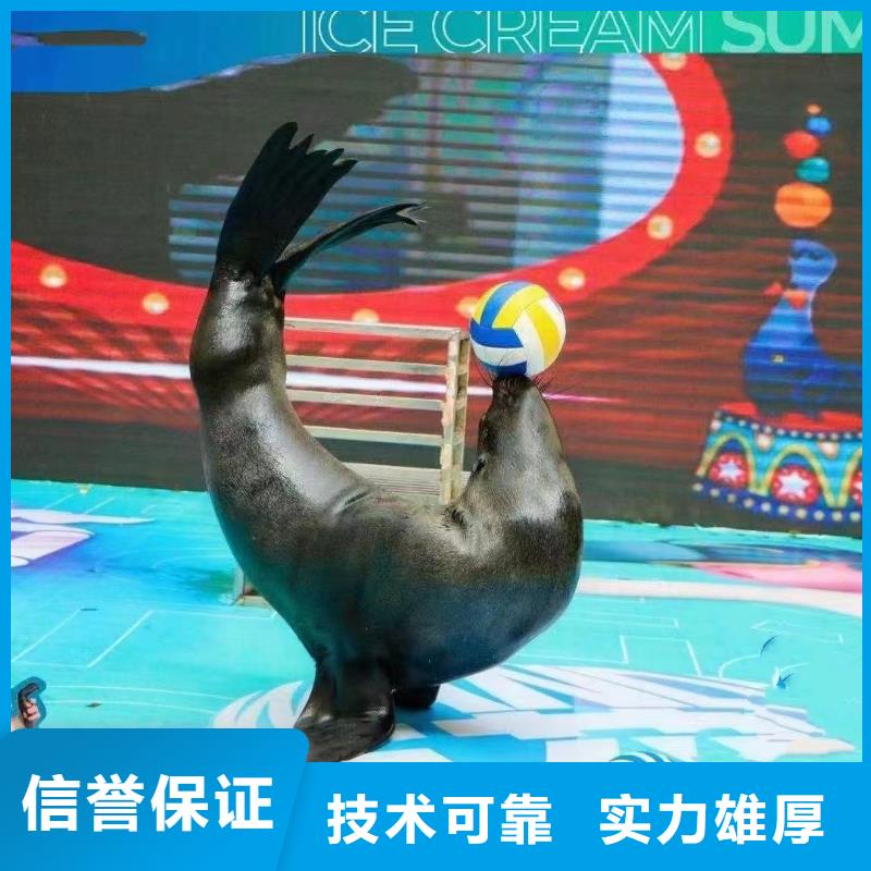 海洋主题动物表演 小马戏表演出租技术精湛