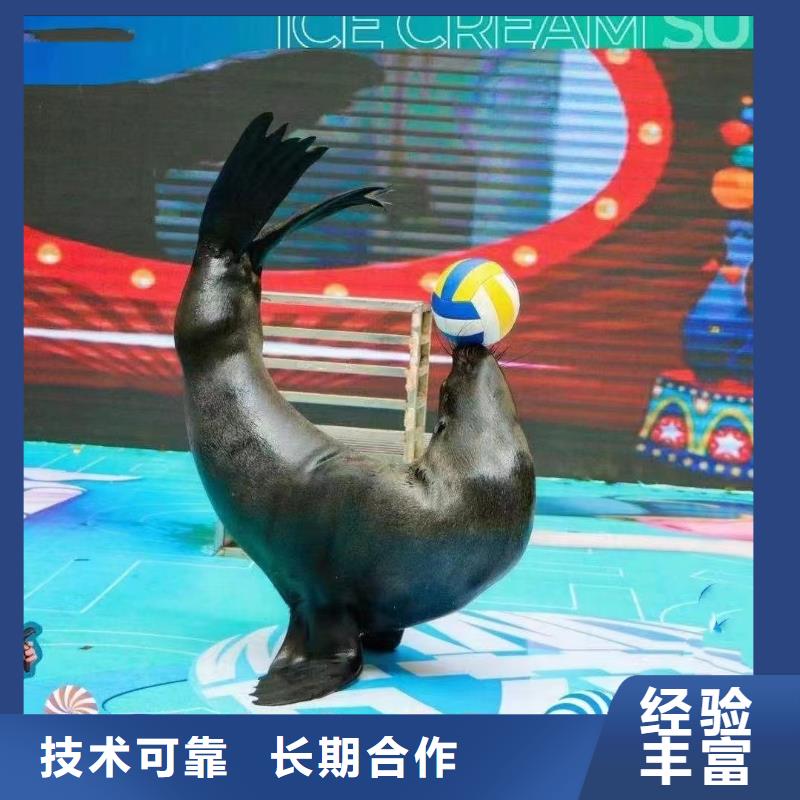 【海洋主题动物表演出租表演海狮注重质量】