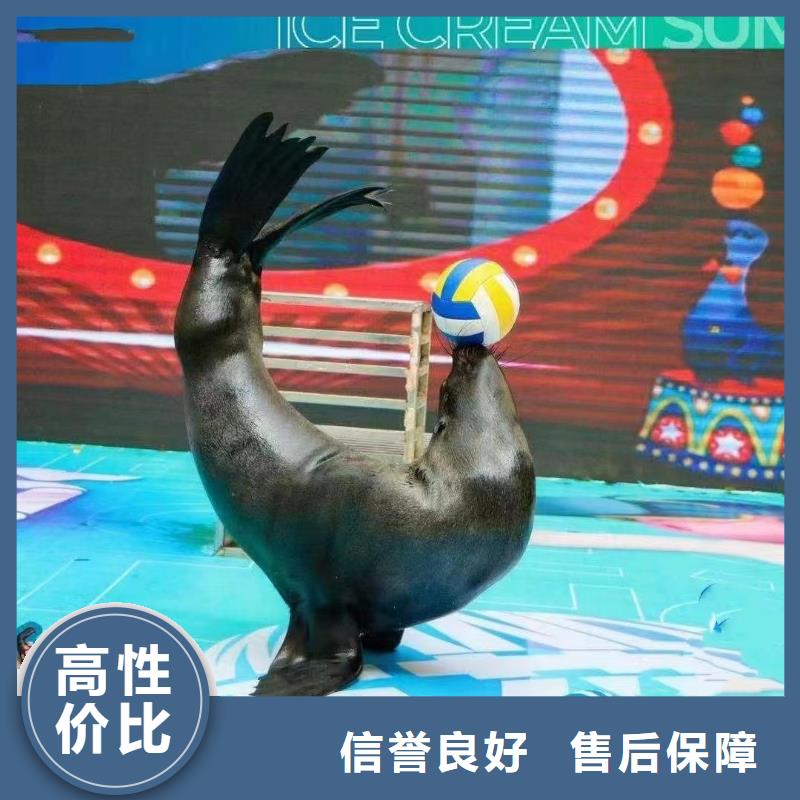 海洋主题动物表演 【企鹅表演】收费合理