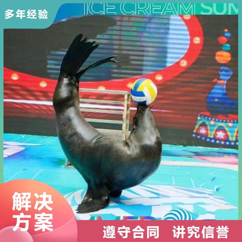 海洋主题动物表演【动物杂技表演租赁】2025专业的团队