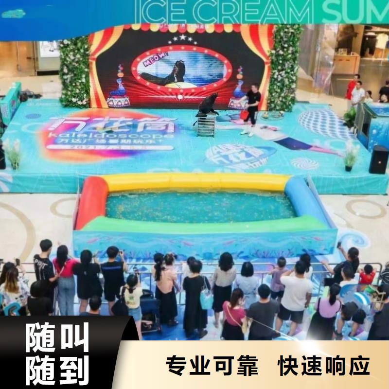 海洋主题动物表演企鹅出租品质卓越