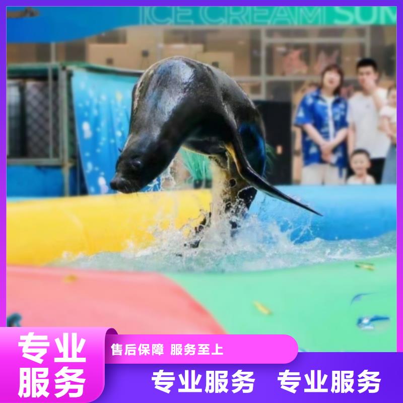 海洋主题动物表演企鹅出租品质卓越