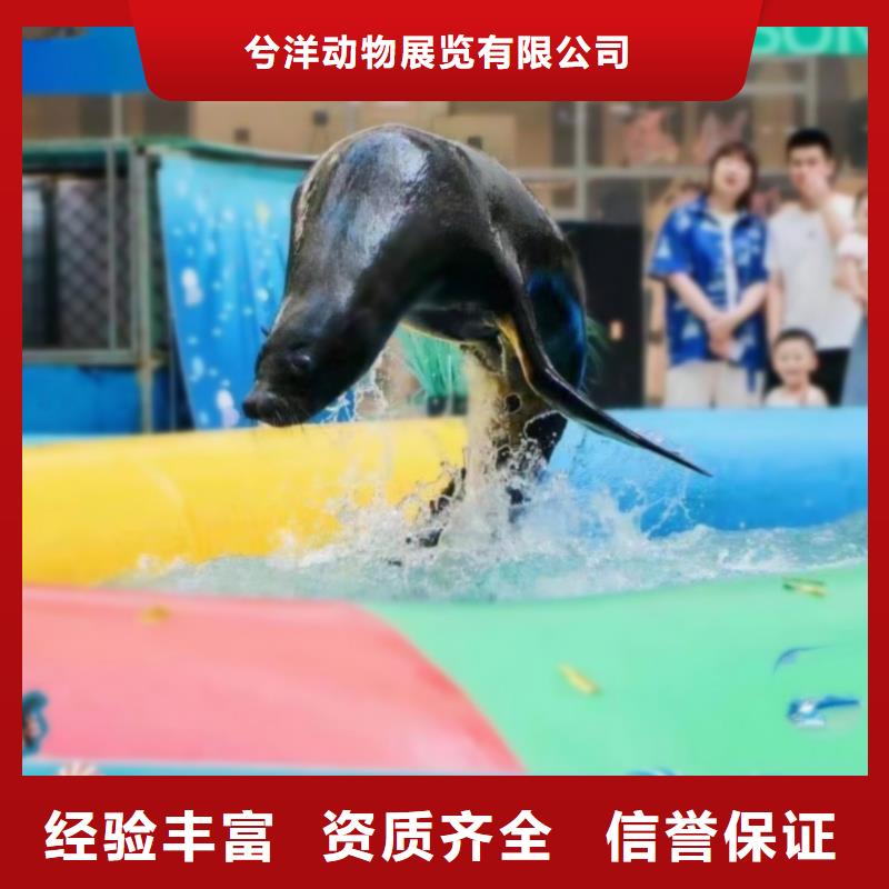 海洋主题动物表演马戏团表演出租租赁注重质量