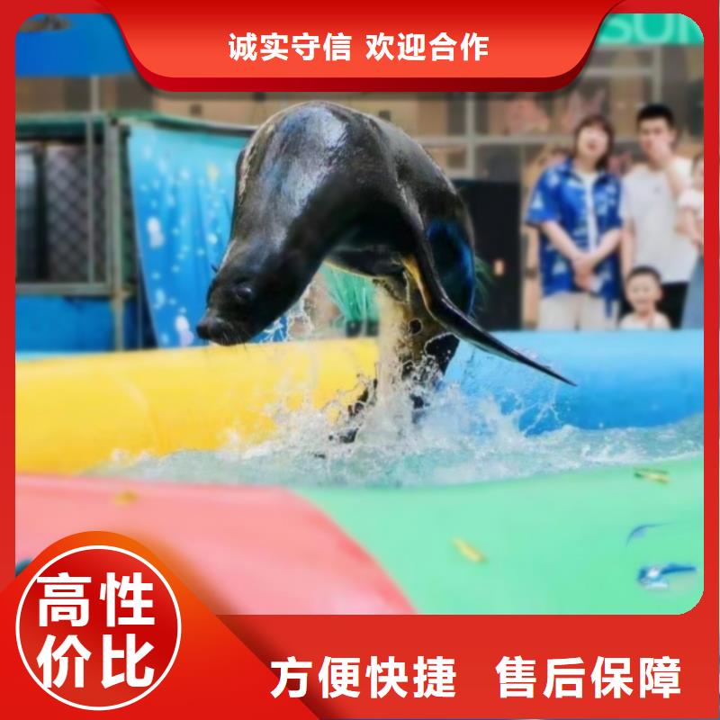 【海洋主题动物表演_动物表演出租技术好】