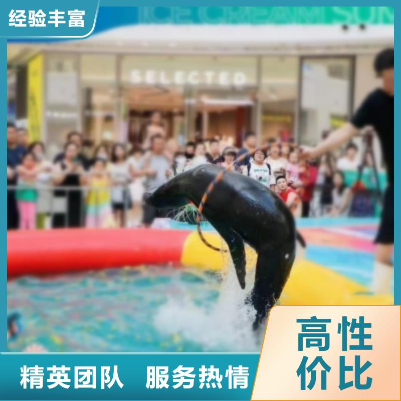 海洋主题动物表演企鹅出租品质卓越