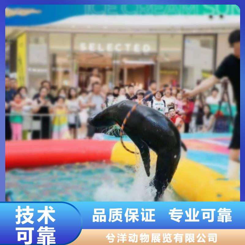 海洋主题动物表演 【企鹅表演】收费合理