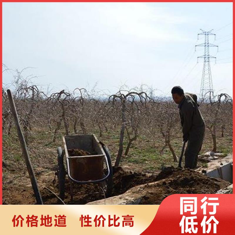 颗粒菌肥肥沃土壤