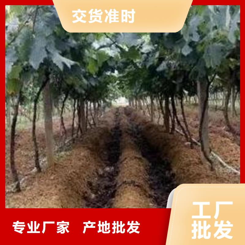 发酵羊粪生产方式
