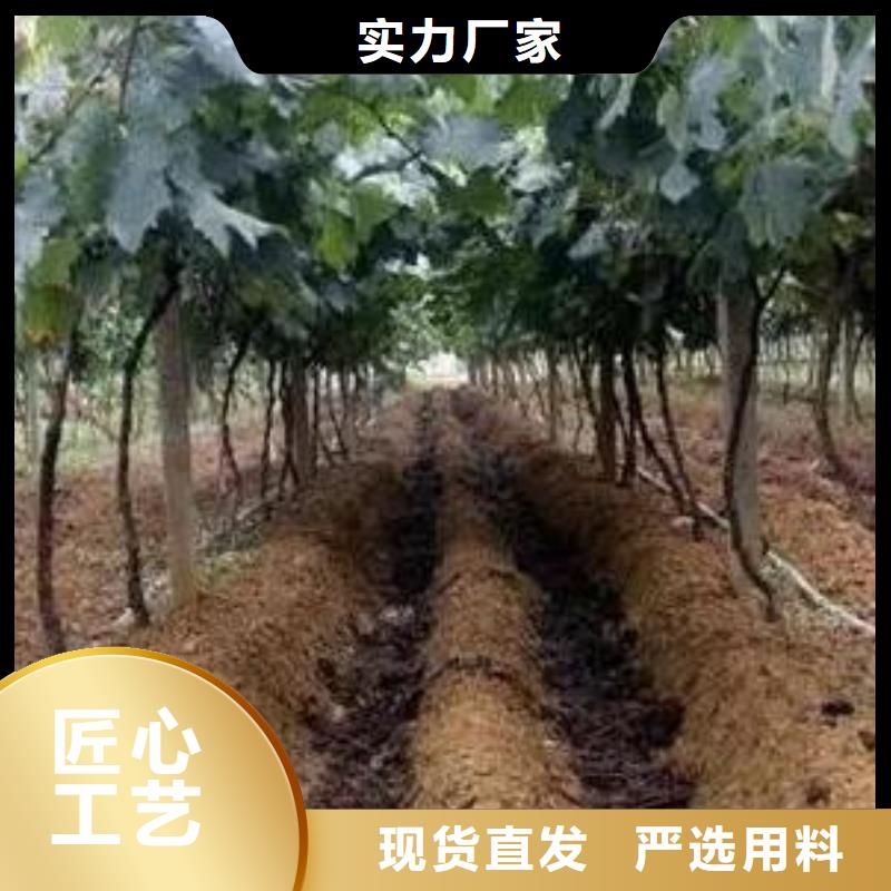 有机肥后劲足