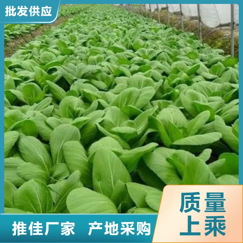 有机肥后劲足