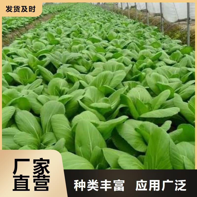 发酵羊粪生产方式