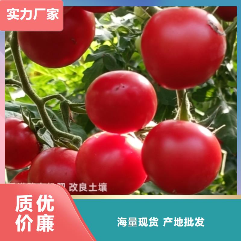 肥水鸡粪接地气