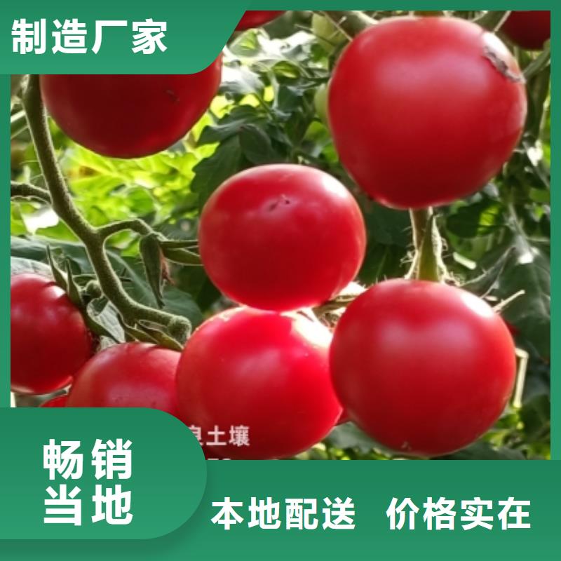 鸡粪,纯鸡粪畅销本地