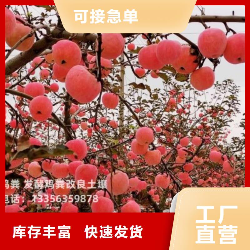 发酵羊粪生产方式