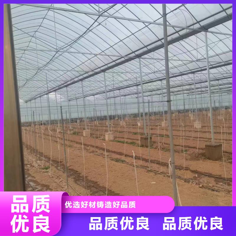 育苗大棚价格生产