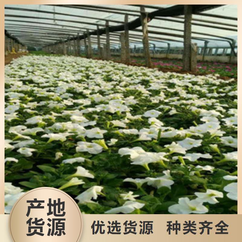 时令草花_耐寒耐旱草花基地制造生产销售