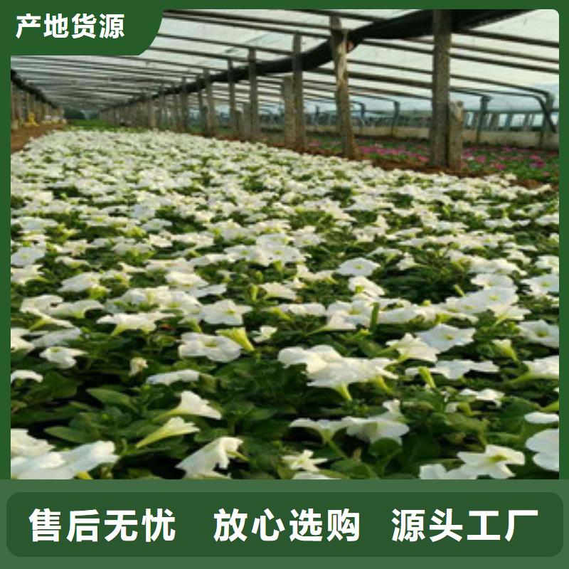 时令草花五一国庆草花批发的图文介绍