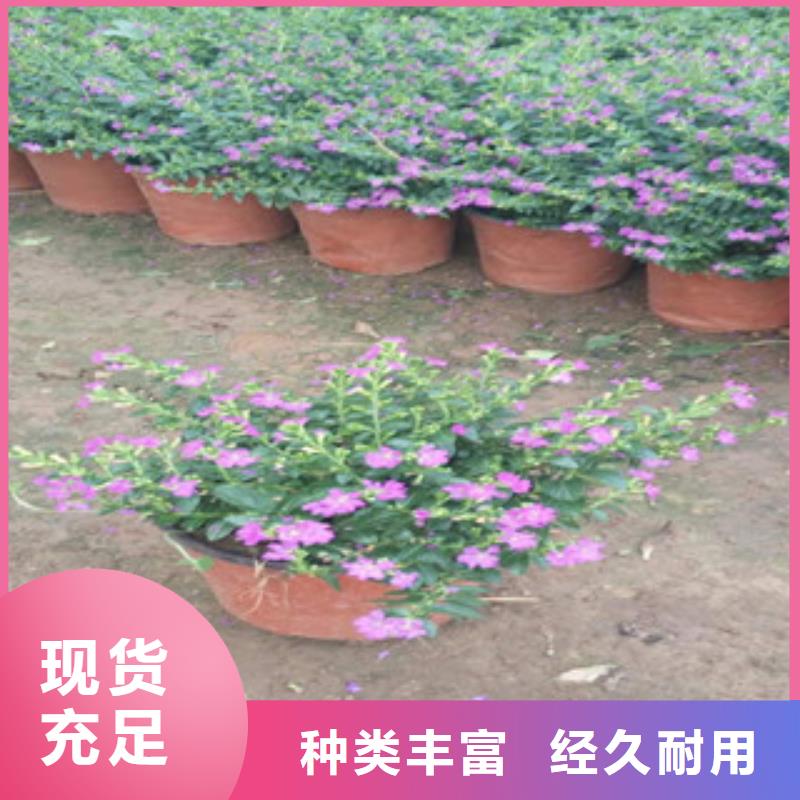 时令草花五一国庆草花批发的图文介绍