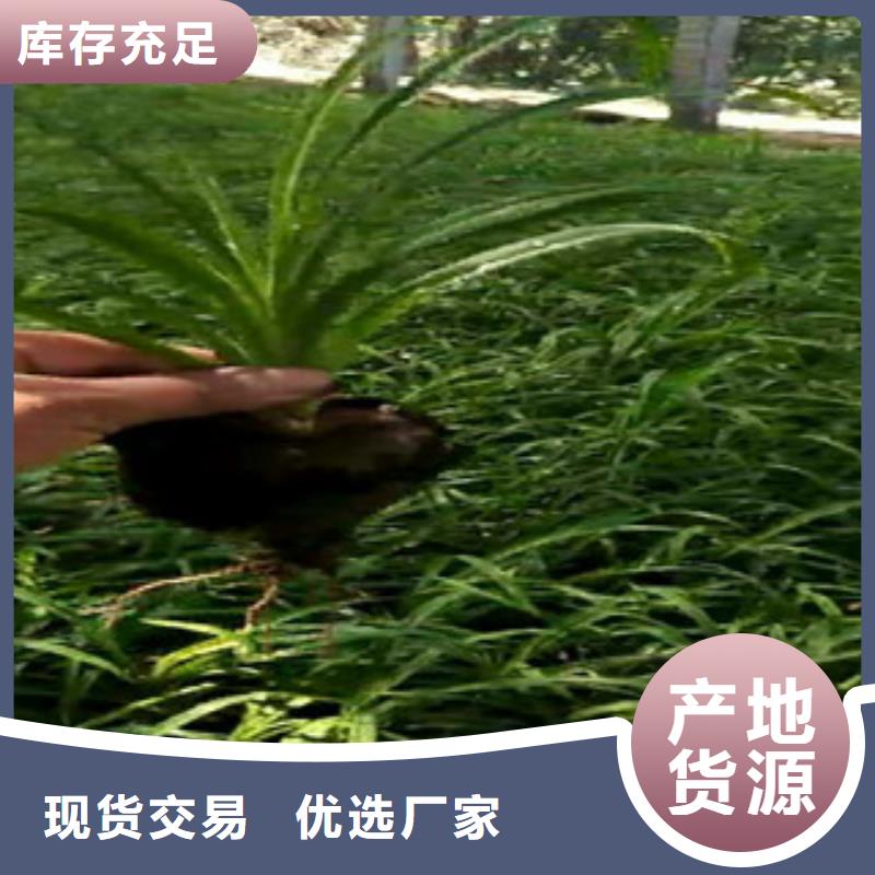 时令草花五一国庆草花批发的图文介绍