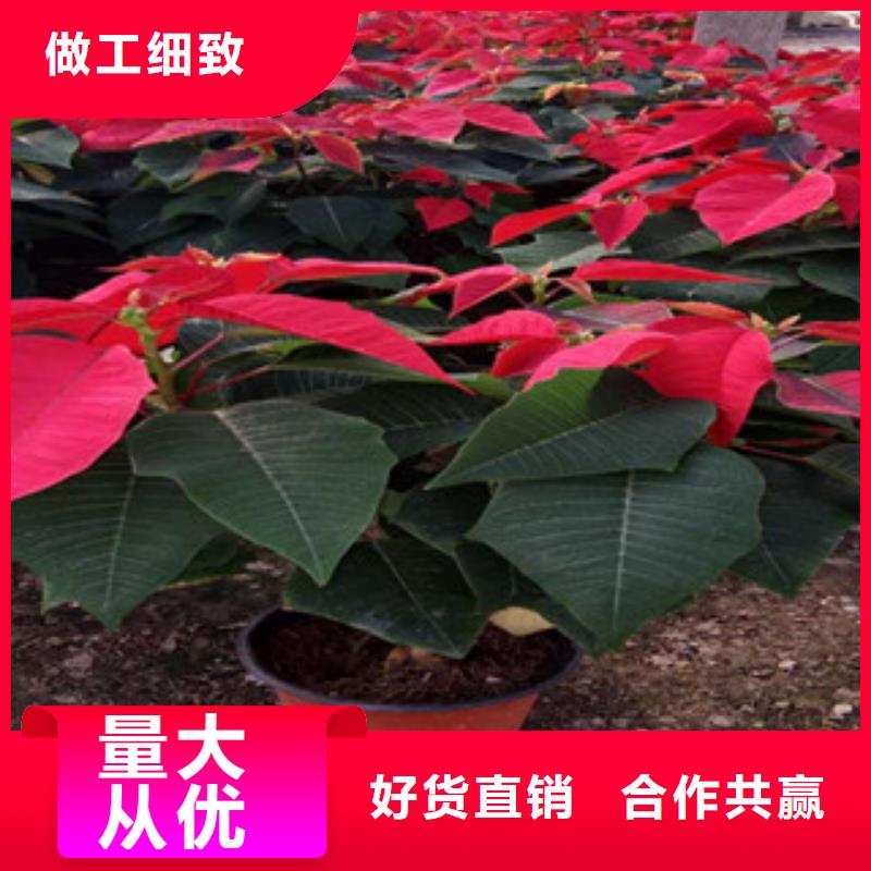 时令草花五一国庆草花批发的图文介绍
