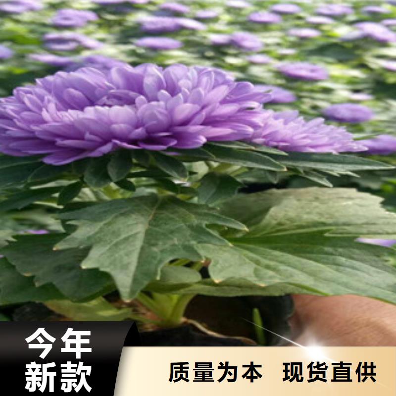 时令草花五一国庆草花批发的图文介绍
