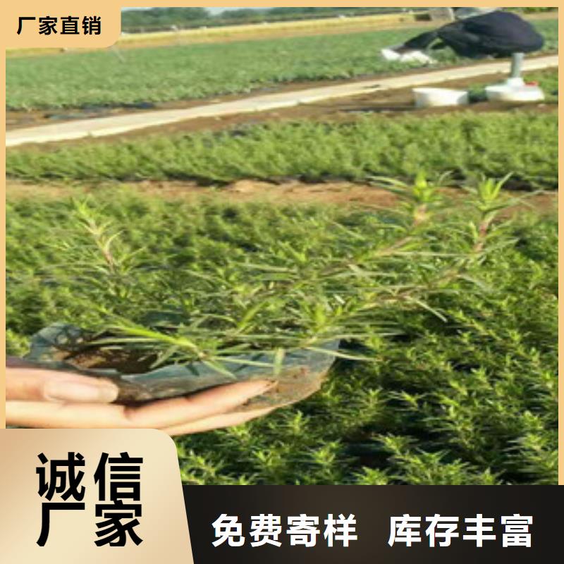 时令草花_耐寒耐旱草花基地制造生产销售