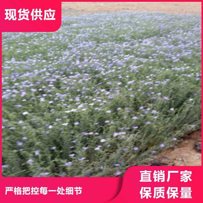 宿根花卉_花海景观工程专业供货品质管控