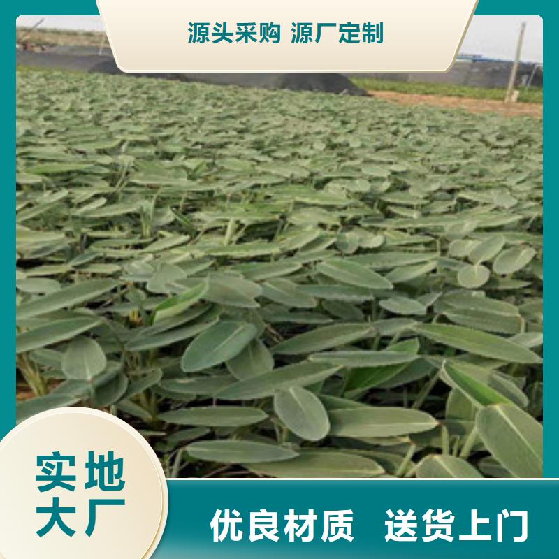 宿根花卉宿根花卉基地货源直销
